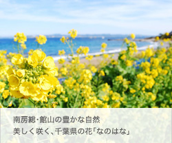 サッカー合宿大会 ファミリーオ館山 南房総・館山の豊かな自然
美しく咲く、千葉県の花「なのはな」